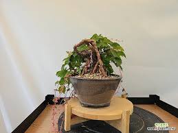 Image result for parthenocissus bonsai
