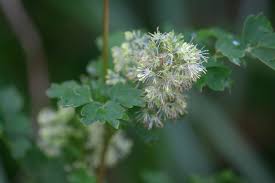 Attēlu rezultāti vaicājumam “Thalictrum minus leaf”