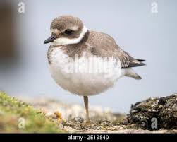 Attēlu rezultāti vaicājumam “Charadrius hiaticula adult”