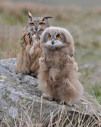 Attēlu rezultāti vaicājumam “Bubo bubo adult”