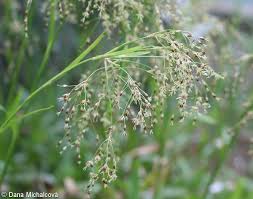 Attēlu rezultāti vaicājumam “Luzula luzuloides fruit”