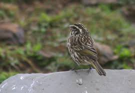 Attēlu rezultāti vaicājumam “Fringillidae”