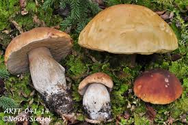 Attēlu rezultāti vaicājumam “Boletus edulis”