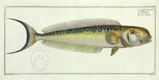 Image result for Malacanthus plumieri