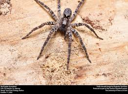 Attēlu rezultāti vaicājumam “Lycosidae”