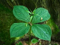 Attēlu rezultāti vaicājumam “Paris quadrifolia leaf”