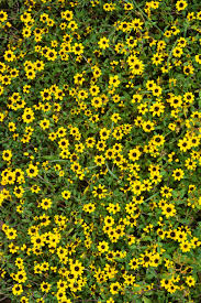 Image result for Sanvitalia procumbens