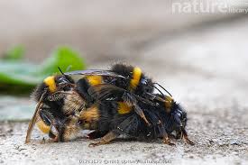 Attēlu rezultāti vaicājumam “Bombus terrestris”