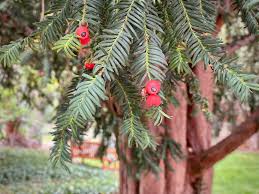 Attēlu rezultāti vaicājumam “Taxus baccata leaf”