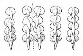 Image result for Raja straeleni