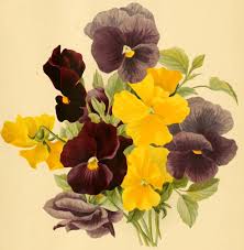 Attēlu rezultāti vaicājumam “Viola x williamsii flower”