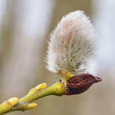 Attēlu rezultāti vaicājumam “Salix daphnoides subsp. acutifolia bud”