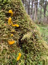 Attēlu rezultāti vaicājumam “Rosellinia desmazieri spores”