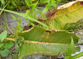Attēlu rezultāti vaicājumam “Rumex aquaticus leaf”