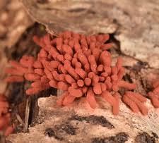 Attēlu rezultāti vaicājumam “Lindbladia tubulina spores”