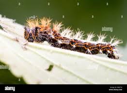 Attēlu rezultāti vaicājumam “Polygonia c-album larva”