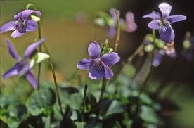 Attēlu rezultāti vaicājumam “Viola uliginosa bud”