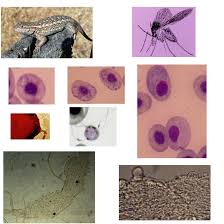 Attēlu rezultāti vaicājumam “Lycogala botrydium plasmodium”
