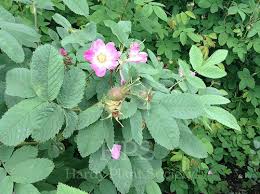 Attēlu rezultāti vaicājumam “Rosa villosa”