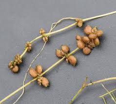 Attēlu rezultāti vaicājumam “Stuckenia pectinata”