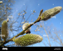 Attēlu rezultāti vaicājumam “Salix cinerea male flower”