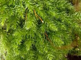 Attēlu rezultāti vaicājumam “Herzogiella seligeri”