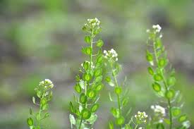 Attēlu rezultāti vaicājumam “Thlaspi arvense”