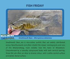 Image result for Micropterus dolomieu