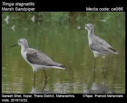 Attēlu rezultāti vaicājumam “Tringa stagnatilis adult”