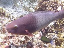 Image result for Scarus rubroviolaceus