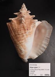 Image result for Aliger gigas