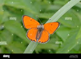 Attēlu rezultāti vaicājumam “Lycaena dispar male”