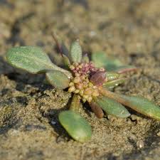 Attēlu rezultāti vaicājumam “Chenopodium rubrum leaf”