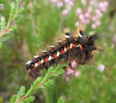 Attēlu rezultāti vaicājumam “Acronicta rumicis larva”