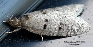 Attēlu rezultāti vaicājumam “Luquetia lobella”