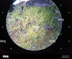 Attēlu rezultāti vaicājumam “Harpanthus scutatus”