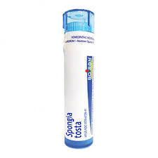 Attēlu rezultāti vaicājumam “Spongia”