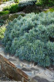 Attēlu rezultāti vaicājumam “Pinus strobus fruit”