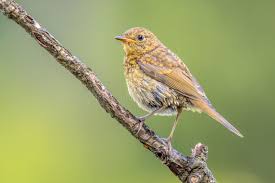 Attēlu rezultāti vaicājumam “Erithacus rubecula juvenile”