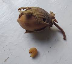 Attēlu rezultāti vaicājumam “Curculio nucum”