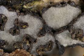 Attēlu rezultāti vaicājumam “Diderma subviridifuscum var. macrospora* sessile”