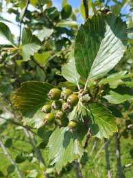 Attēlu rezultāti vaicājumam “Sorbus aria”