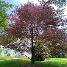 Attēlu rezultāti vaicājumam “Fagus sylvatica fo. purpurea”