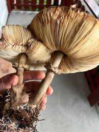 Attēlu rezultāti vaicājumam “Macrolepiota”