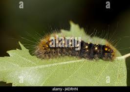 Attēlu rezultāti vaicājumam “Acronicta auricoma larva”