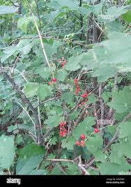 Attēlu rezultāti vaicājumam “Ribes spicatum”