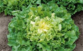 Image result for Endivie