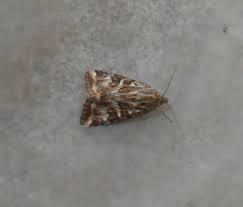 Attēlu rezultāti vaicājumam “Protoschinia scutosa”