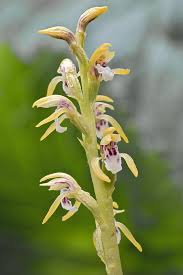 Attēlu rezultāti vaicājumam “Corallorhiza trifida fruit”
