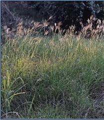 Attēlu rezultāti vaicājumam “Comatricha ellae stalked”